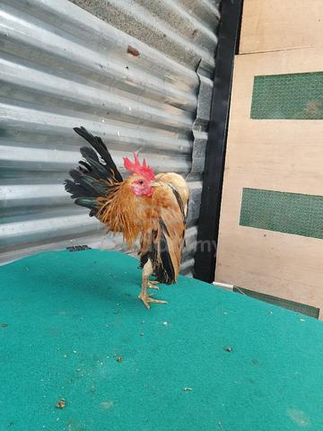 Sepasang serama selam - photo 2 of 6
