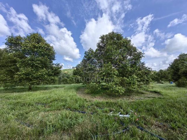 5 Acre Freehold Durian Farm Kampung Tui Padang Tengku Kuala Lipis 1