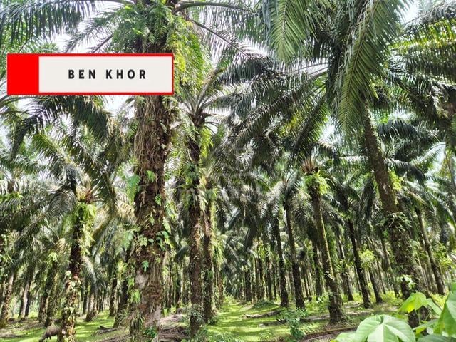 5.937 acres | Beside mainroad | Agricultural Land| selama | PERAK 1
