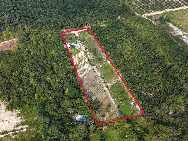 FREEHOLD TANAH KEBUN 3 Ekar di Kg Seri Menanti, Pekan Nenas, Pontian 1