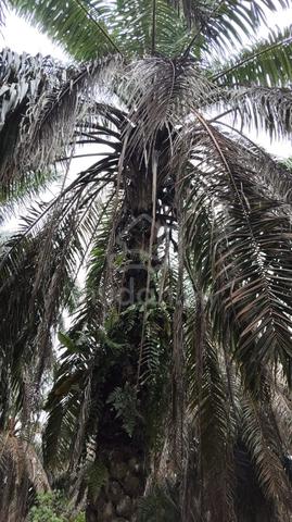 Perak Ulu Bernam Agricultural Leasehold Land For Sale 1