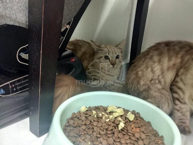 Domestic short hair mix maine coon  - photo 2 of 2