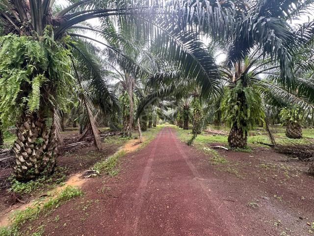 Sebelah Sains Mara Pendang , Tanah Pokok Sawit Free Hold,Untuk Di Jual 5