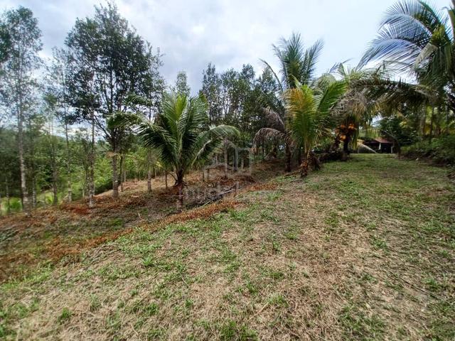 6.5 acres suitable for toddy harvesting n chicken farming 1