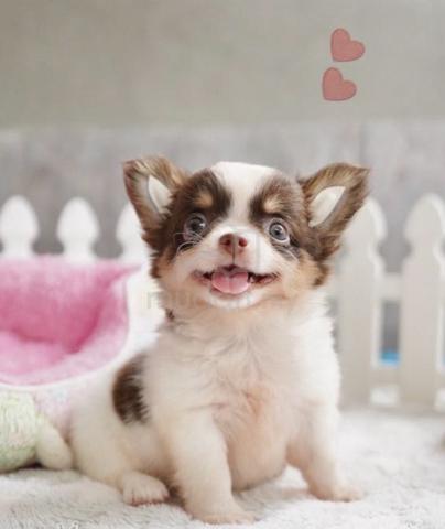 Carousel Image Selected