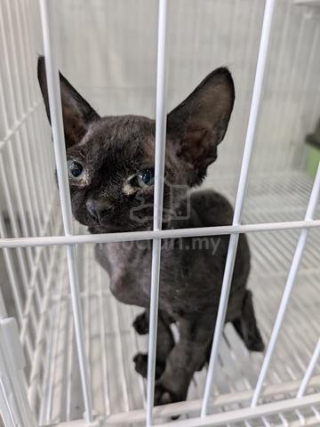 Mr DEVON REX Kucing Import Pure Breed - photo 2 of 2