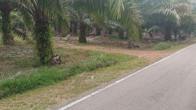 Tanah Kebun kelapa Sawit untuk dijual. 1