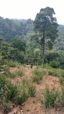 Tanah Status Pertanian di Kg Talang Tengah, Tanjung Ipoh, N. Sembilan 1