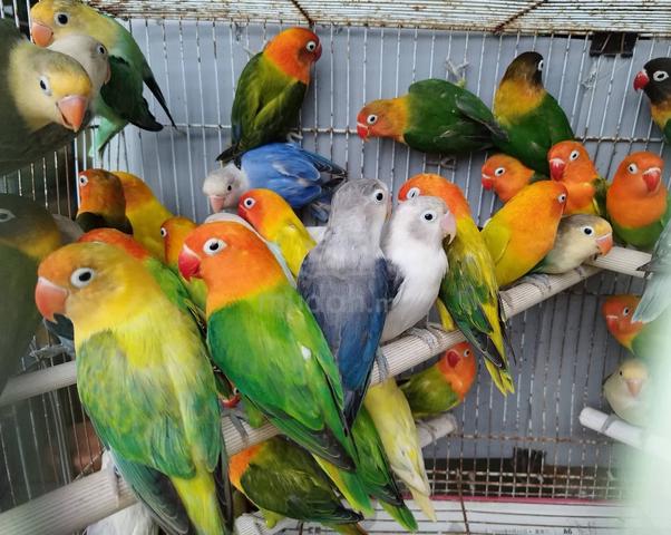 Burung lovebird fischer #nuricinta - photo 5 of 6