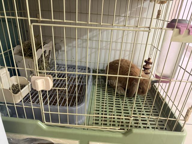 Rabbit Holland Lop, 1 Year Old 4 Months, Adult - photo 2 of 2
