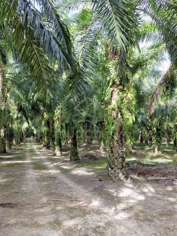 Freehold Oil Palm Land For Sale – Mukim sitiawan, manjung, perak 🌴 1
