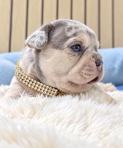 FRENCH BULLDOG PUPPIES VIP127 🌻 Merle boy-girl - photo 3 of 3