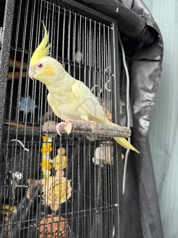 Pair of Lutino Cockatiels with Cage & Accessories - photo 2 of 6