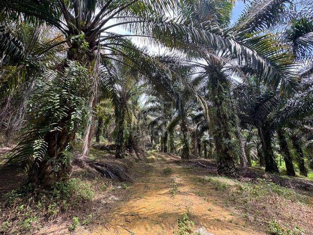 Lukut Cina Agricultural Land For Sale 1