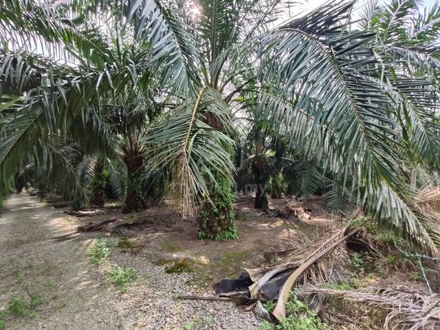 Land for Sale – Ijok by Pekan Ijok & Latar Highway 1