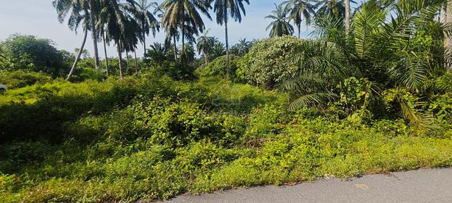 12 Ekar Tanah Pertanian Teluk Intan (Freehold) 1