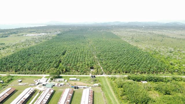 Mature Oil Palm Plantation Situated In Bongawan, Sabah, Malaysia 1