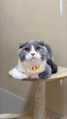 Scottish fold kitten - photo 2 of 3