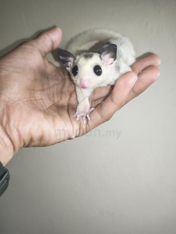 Carousel Image