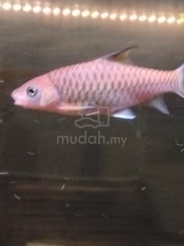 Tor Malabaricus aka Kelah Malabar Mahseer 5 inci - photo 4 of 6