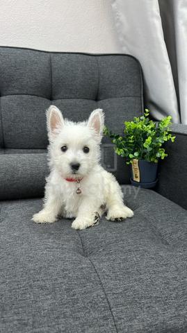 西高地女
Westie
Female
F-4
Dob : 20-08-26 - photo 3 of 4