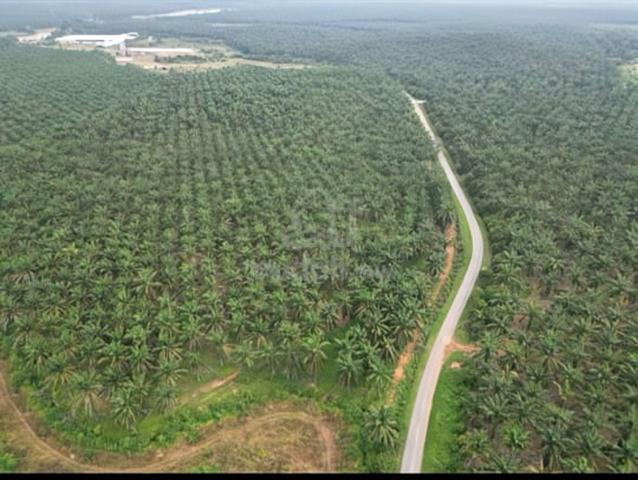 Prime Roadside Oil Palm Land for Sale – Sidam Kiri, Kedah 🌴
 1