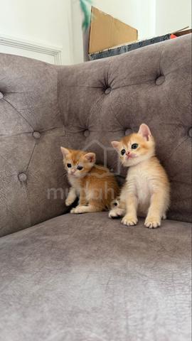 Baby BSH Golden NY12 - photo 3 of 4
