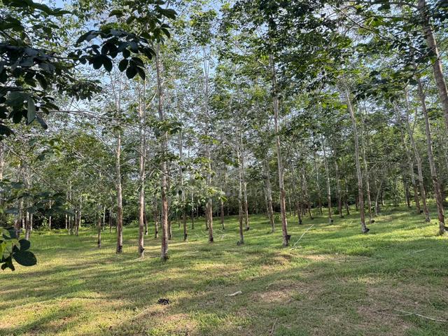 Tanah Kebun Getah Di Mukim Gajah Mati, Pokok Sena, Kedah 1