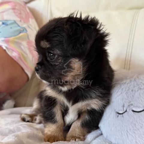 black and white Chihuahua ~6 - photo 5 of 5
