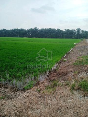 Tanah Sawah SEKINCHAN 1