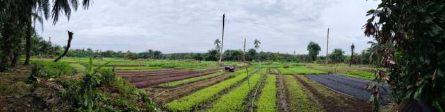 LIMITED Value Buy Land Jenjarom, Telok Panglima Garang Zon Industrial 1