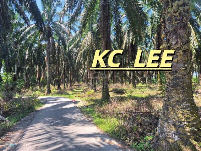 8.51 Acres Flat Land For Sale @ Sungai Batu , Selama , Kedah 1