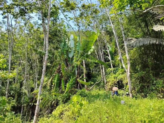 Ladang Getah 1