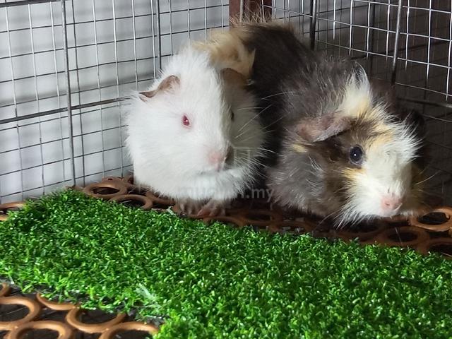 gunea pig sepasang - photo 4 of 5