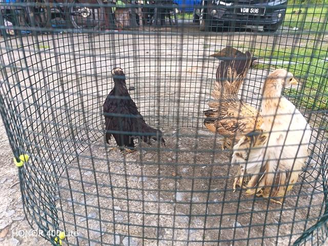 anak ayam serama betina - photo 3 of 4