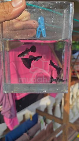Carousel Image