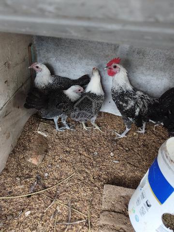Ayam Arab - photo 3 of 5