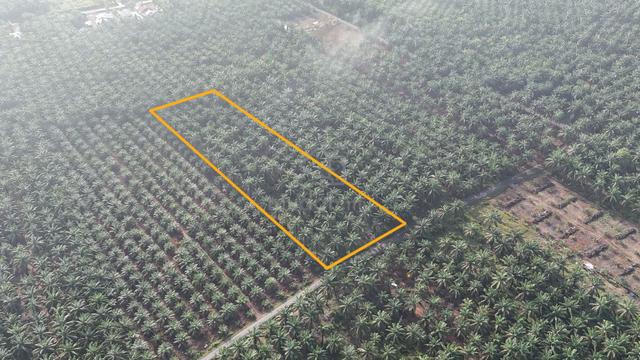 KEBUN SAWIT FREEHOLD 2.8 Ekar Parit Gantong, Parit Raja [MURAH] 1