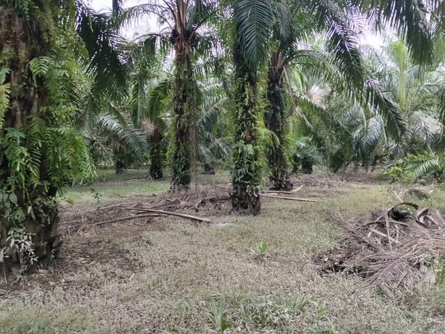 Tanah Ladang Kelapa Sawit di Marang Terengganu 1