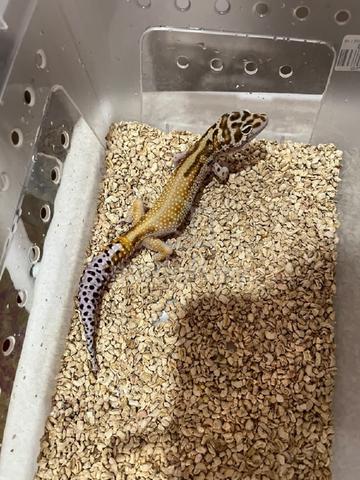 Gecko Adtor  - photo 2 of 2
