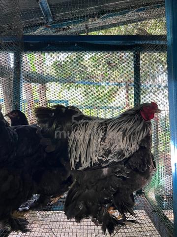 ayam brahma  - photo 5 of 6