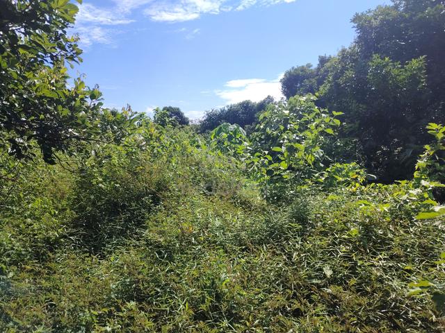 BUMI LOT JLN TAR😊2.169ac KPG PAK DOLAH near KMTG TOLL 1