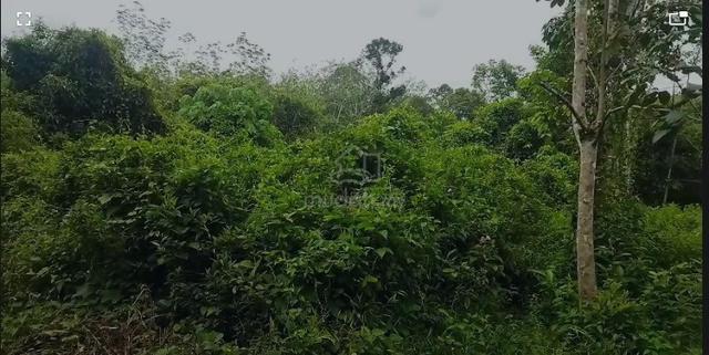 Tanah pertanian untuk di sewa 1