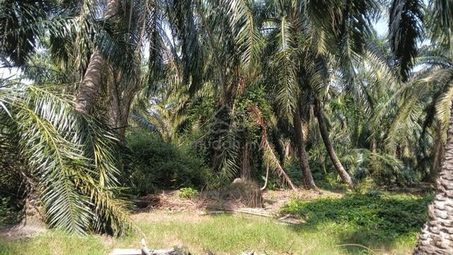 Tanah Sawit 2 Ekar Bota Kiri Dekat Highway Ipoh - Lumut 1