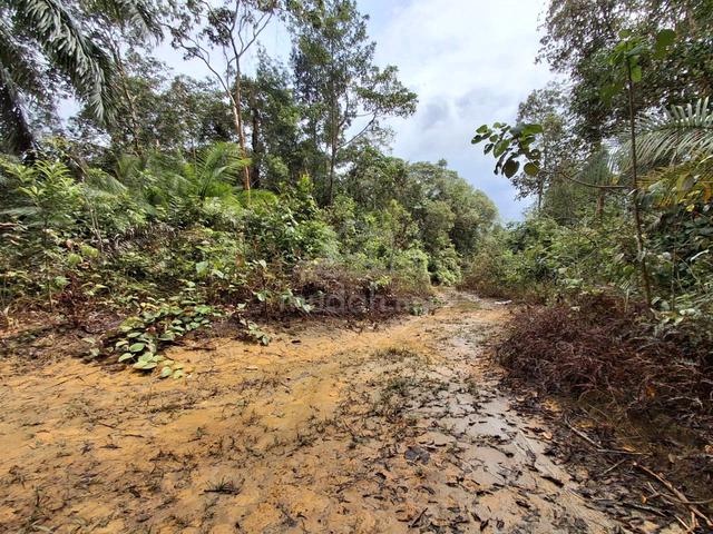 (24 Ekar) Tanah Pertanian Sungai Tong Setiu Terengganu 1