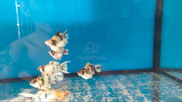 Carousel Image