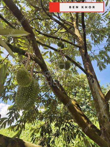 9.9 Acres | Durian Farm | Reserve Road | Lenggong | PERAK 1
