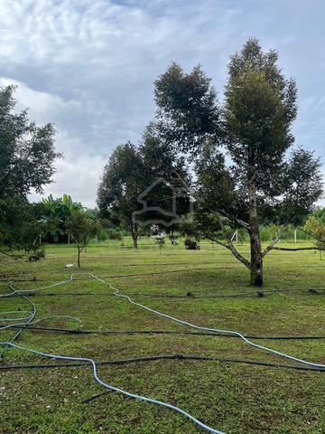 TANAH KEBUN DURIAN Pulau Pisang Tunjang Jitra Kedah land 1