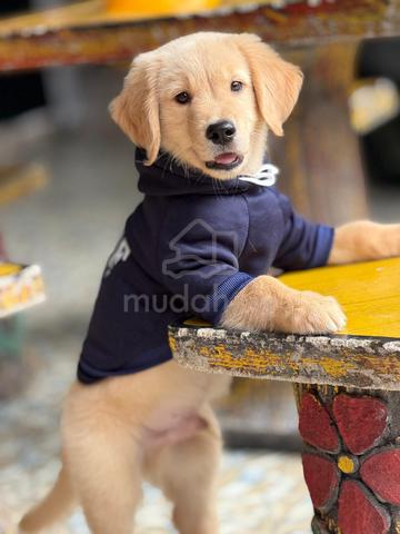Carousel Image