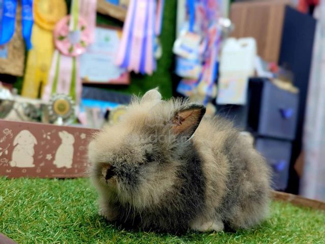 Arnab Teddy Bear Rabbit jrD - photo 2 of 4